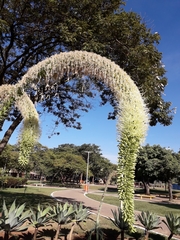 Agave