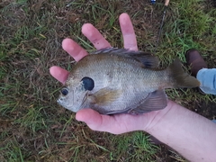 Lepomis macrochirus purpurascens