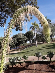 Agave