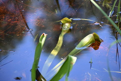 Sarracenia