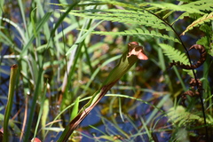 Sarracenia