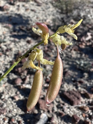 Image of Astragalus filipes by (c) Matt Berger, some rights reserved (CC BY)