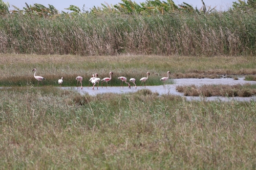 Lesser Flamingo