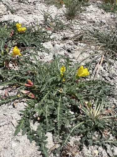 Image of Taraxia tanacetifolia by (c) Matt Berger, some rights reserved (CC BY)