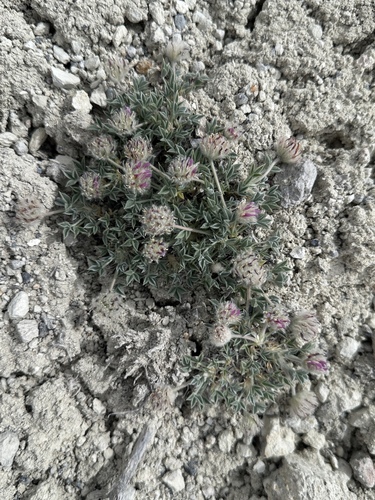 Image of Trifolium andersonii by (c) Matt Berger, some rights reserved (CC BY)