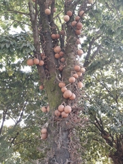 Couroupita guianensis