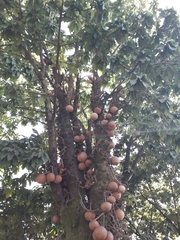 Couroupita guianensis
