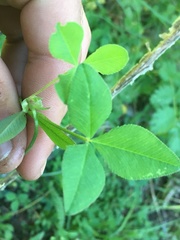 Trifolium latifolium