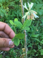 Trifolium latifolium