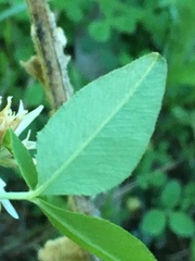 Trifolium latifolium