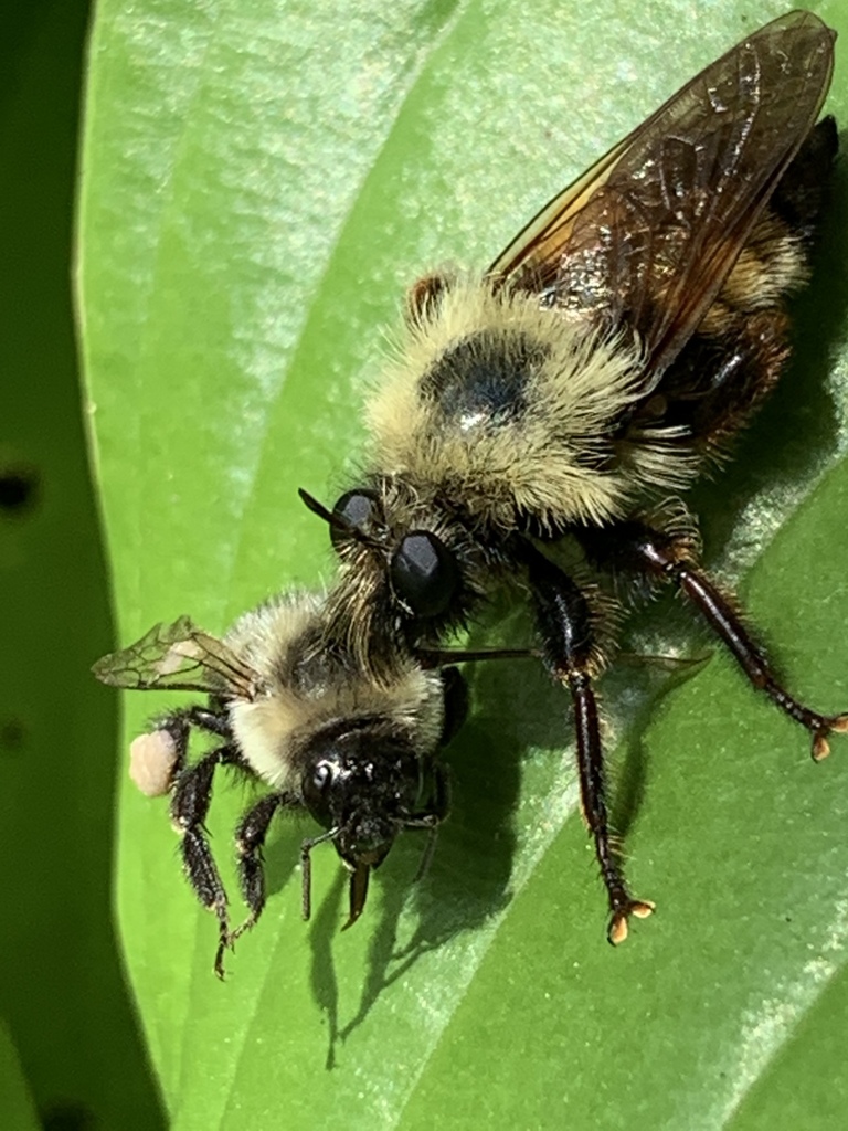 Bee-like robber fly (Laphria thoracica)