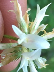 Trifolium latifolium