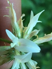 Trifolium latifolium