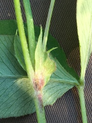 Trifolium latifolium
