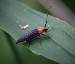 Dylobolus rotundicollis