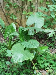 Alocasia macrorrhizos