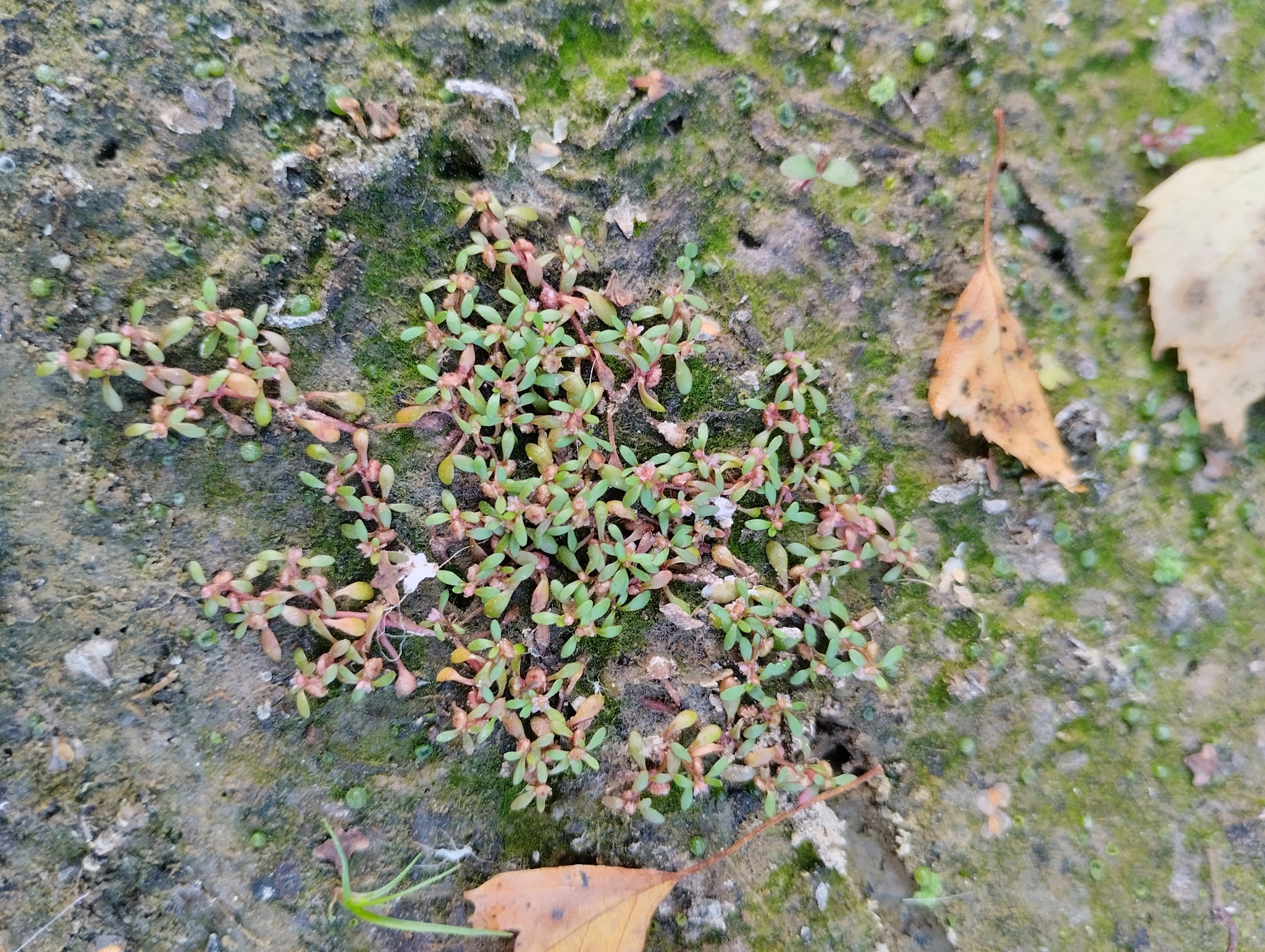 Imagem de Pimenta-d'água