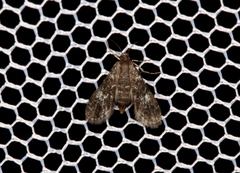Elophila tinealis