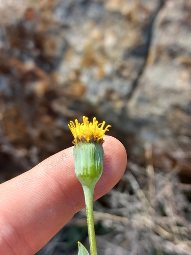 Othonna gymnodiscus