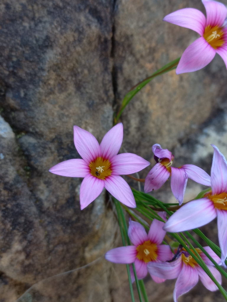 Romulea saxatilis, Bergrivier Municipality, South Africa