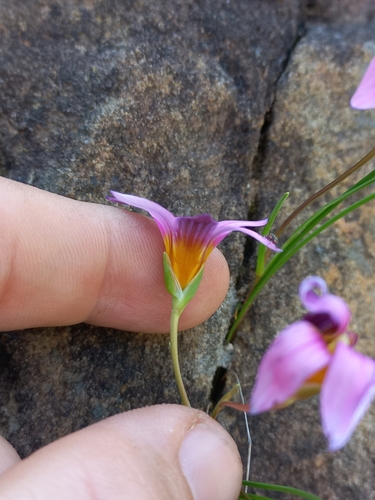 Romulea saxatilis