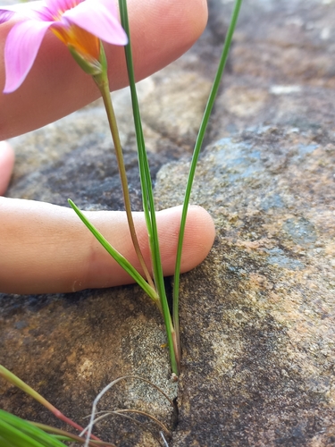 Romulea saxatilis