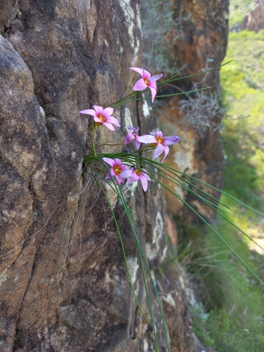 Romulea saxatilis