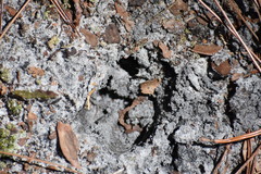 Odocoileus virginianus hiltonensis