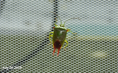 Acanthosoma labiduroides