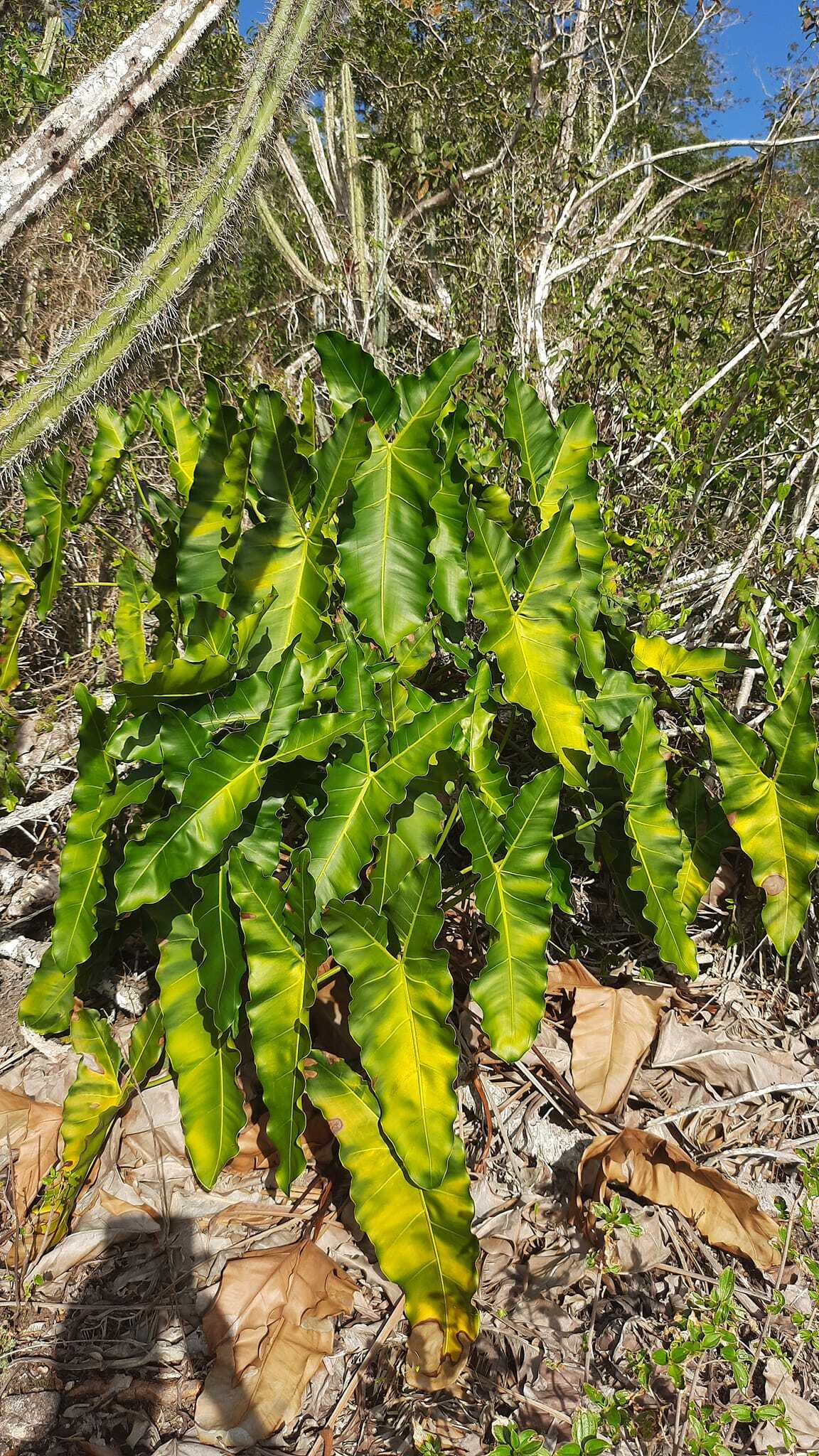 Thaumatophyllum stenolobum