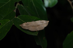Hypopyra vespertilio
