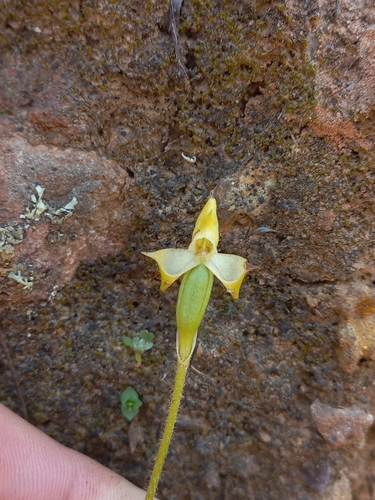 Image of Disperis bolusiana by (c) Brian du Preez, some rights reserved (CC BY-SA)