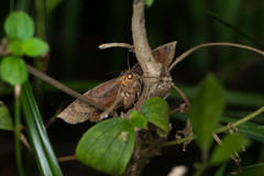 Hypopyra vespertilio