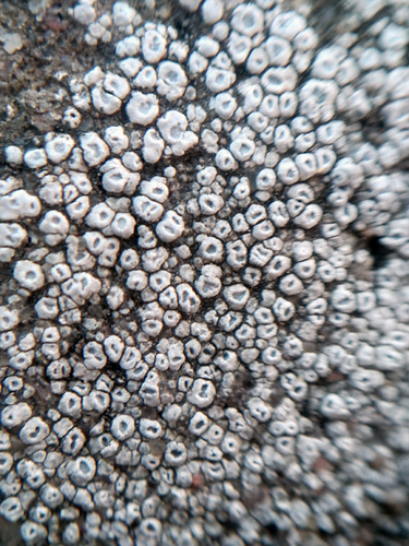 Chiseled Sunken Disk Lichen