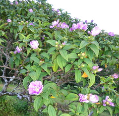 Melastoma sanguineum