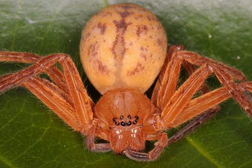 Olios trinitatis