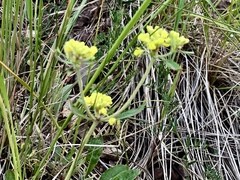 Eriogonum wootonii