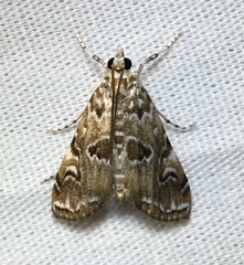 Elophila gyralis