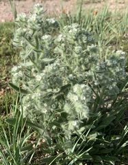Oreocarya thyrsiflora