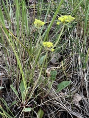 Eriogonum wootonii