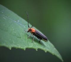 Dylobolus rotundicollis