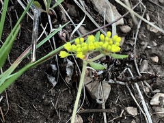Eriogonum wootonii
