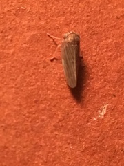 Megophthalminae