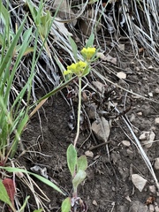 Eriogonum wootonii