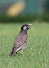White-Cheeked Starling photo 3