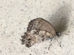 Lepidoptera