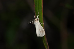 Laelia anamesa