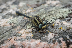 Gomphurus fraternus
