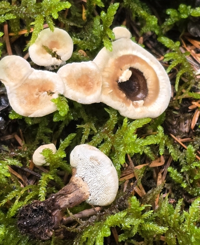 Woolly chanterelle (Phellodon tomentosus)