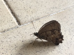 Lepidoptera